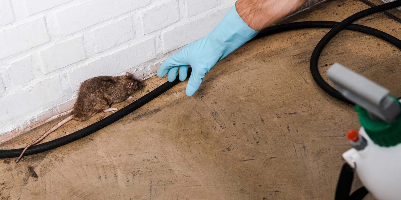 Dératisation à Rabat